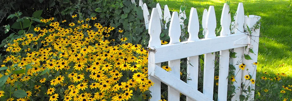 Weißer Gartenzaun mit gelben Blumen
